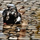 Pigeon´s bath