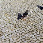 Pigeons