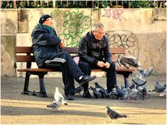 Pigeons-becquée