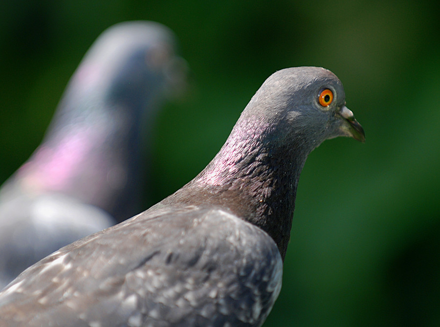 pigeons