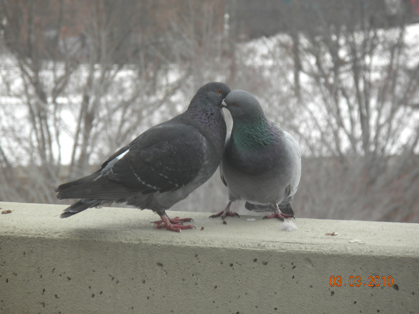 pigeons