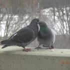 pigeons