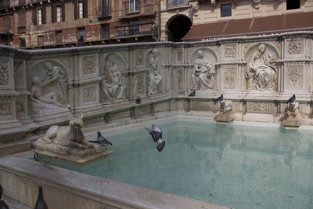 Pigeons Campo Fonte Gaia