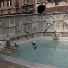 Pigeons Campo Fonte Gaia