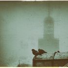Pigeons dans le Brouillard