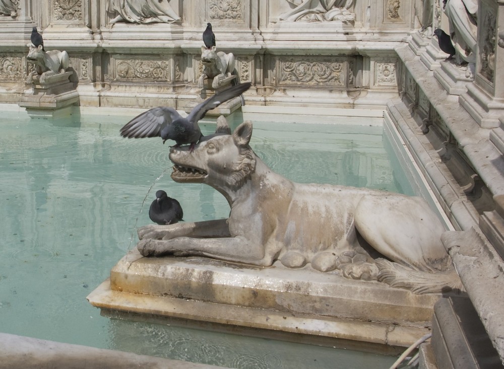 Pigeons de la Fonte Gaia