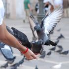 Pigeons de venise