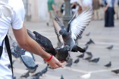 Pigeons de venise