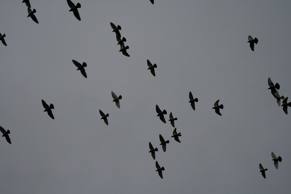 pigeons des villes, pigeons des champs