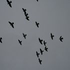 pigeons des villes, pigeons des champs