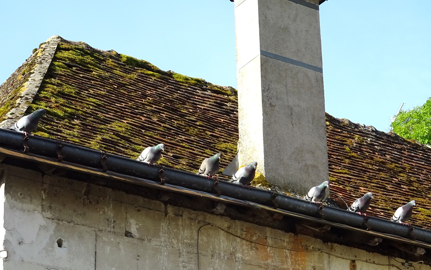 Pigeons en bas