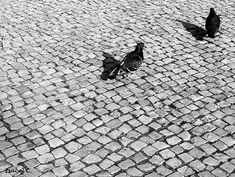 Pigeons