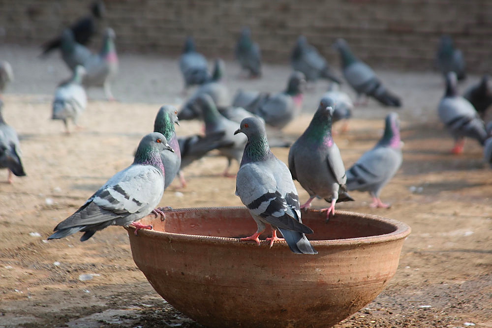 Pigeons