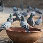 Pigeons