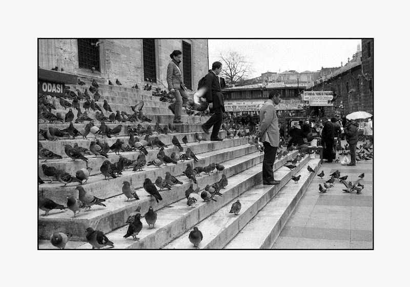 Pigeons, Istanbul, Turquie