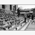 Pigeons, Istanbul, Turquie