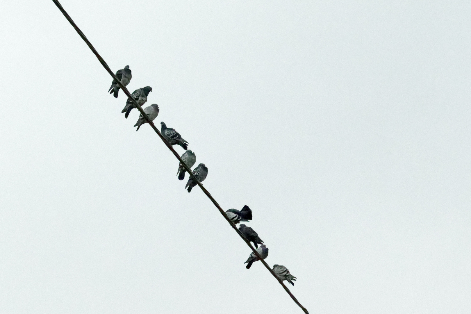 Pigeons on a Wire