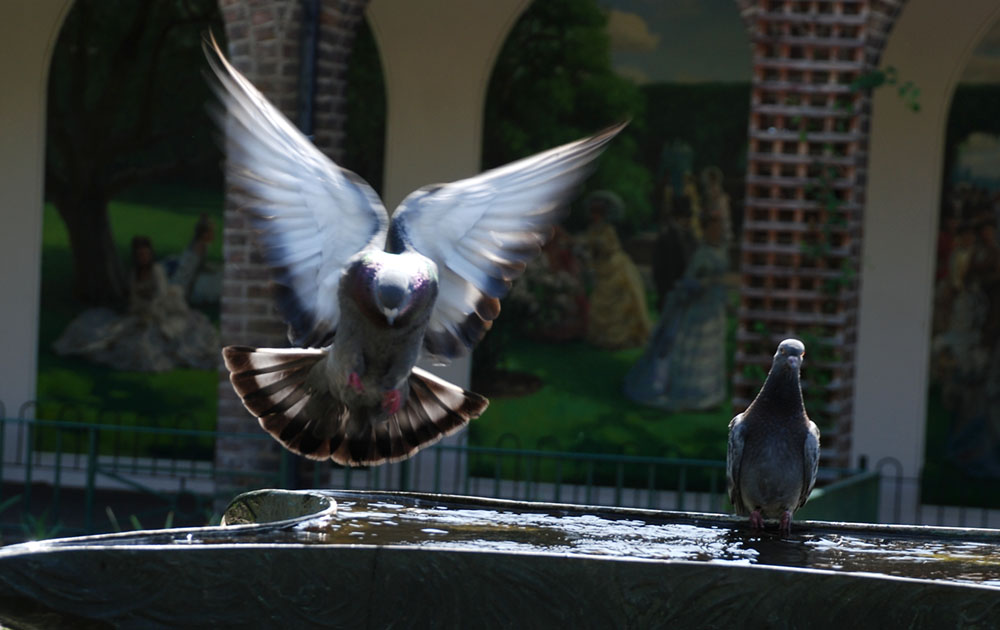 Pigeons poolparty