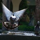 Pigeons poolparty