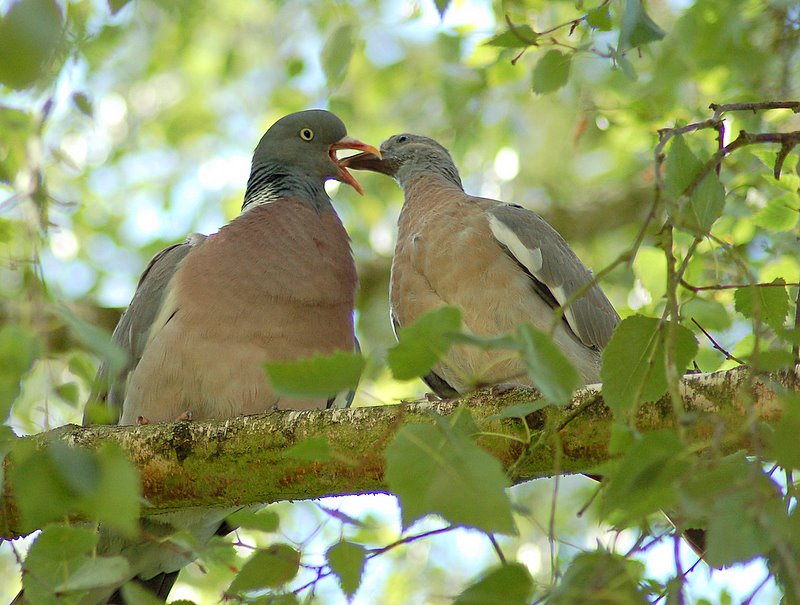 Pigeons ramiers (4)