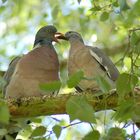 Pigeons ramiers (4)