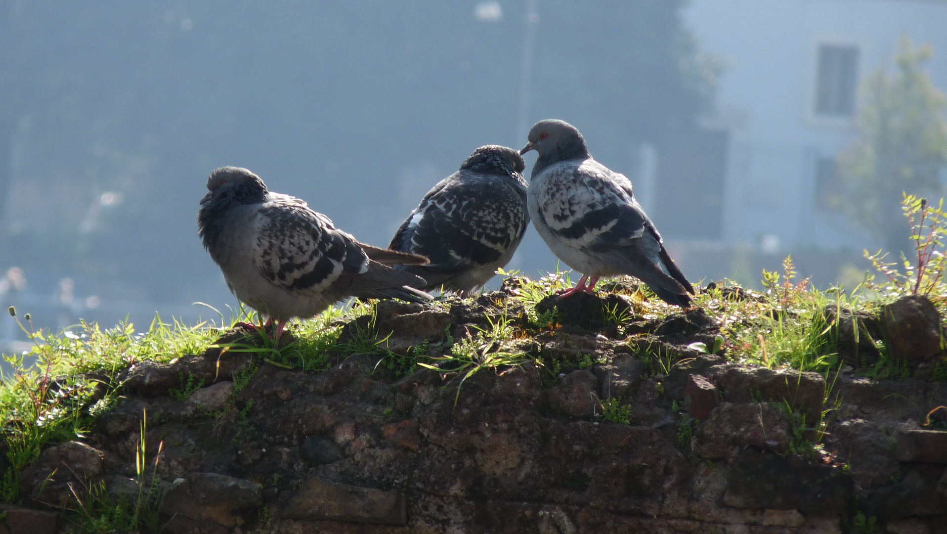 Pigeons Romains, Forum Romain, Rome