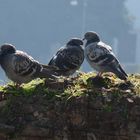 Pigeons Romains, Forum Romain, Rome