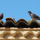 Pigeons sur génoise