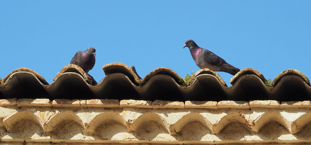 Pigeons sur génoise