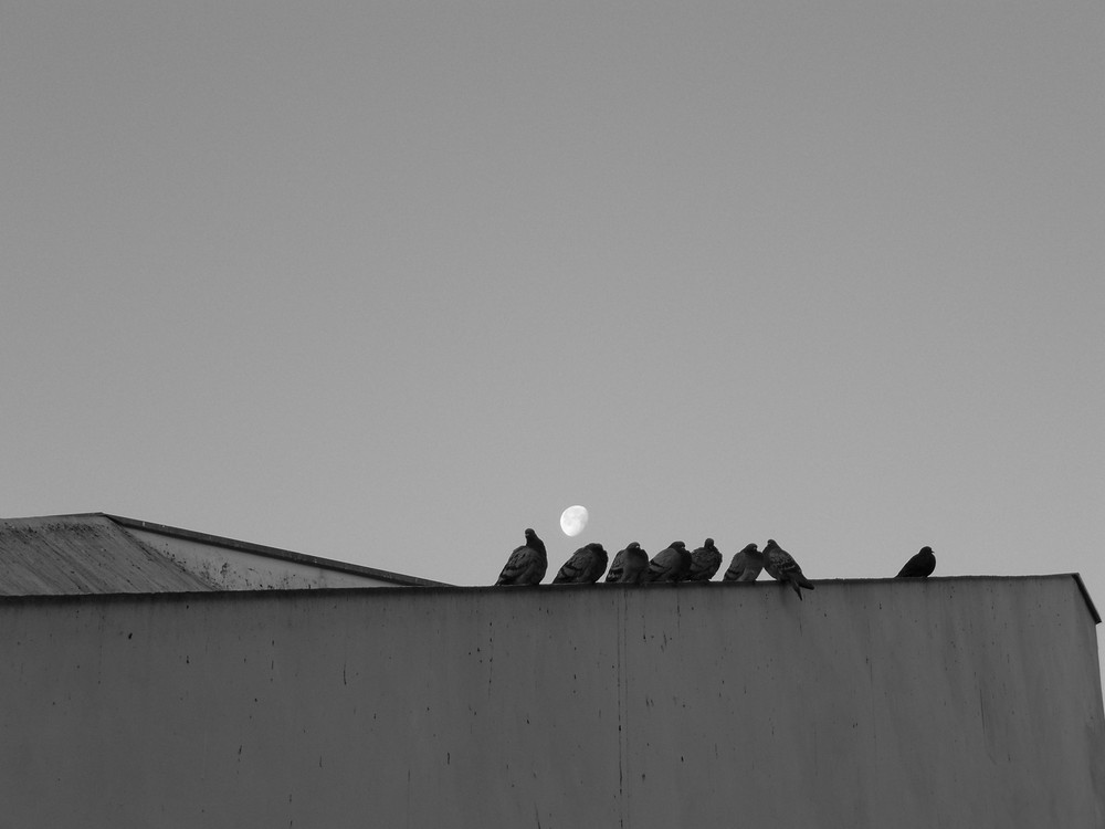 pigeons sur le tour de tele