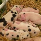 Piggy Pile