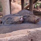 Piggy Sleep in Northern Thailand