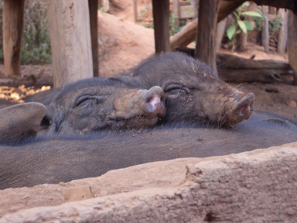 Piggy Sleep in Northern Thailand von Roland Claus