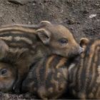 piglets / Frischlinge