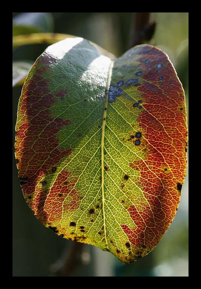 Pigmentation automnale d'une feuille de poirier