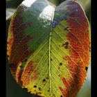 Pigmentation automnale d'une feuille de poirier