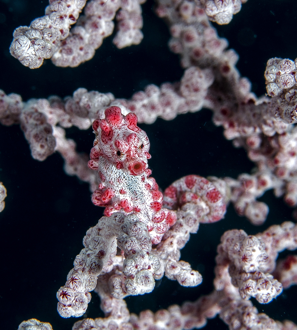 Pigmy sea horse bargibanti