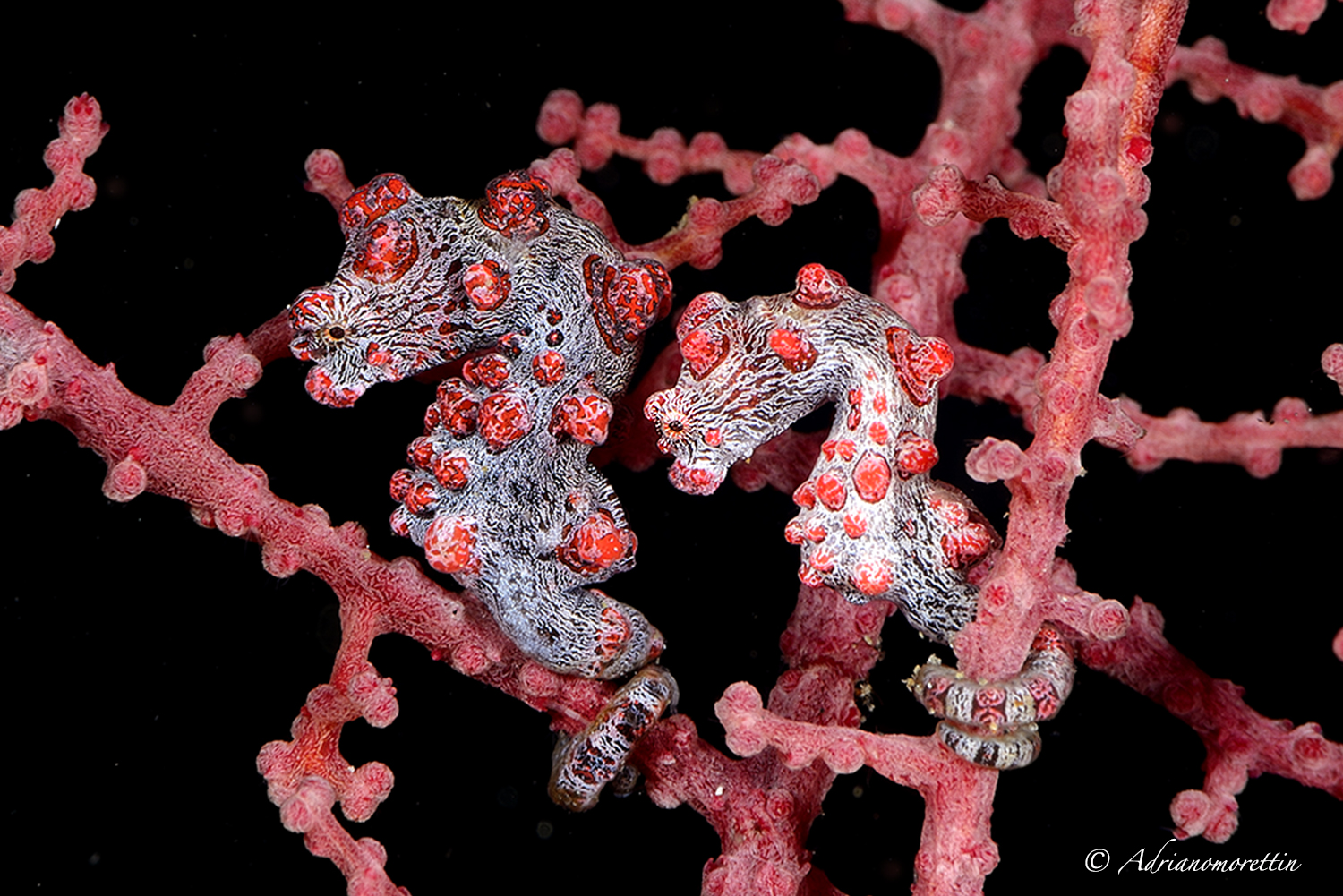 pigmy seahorses