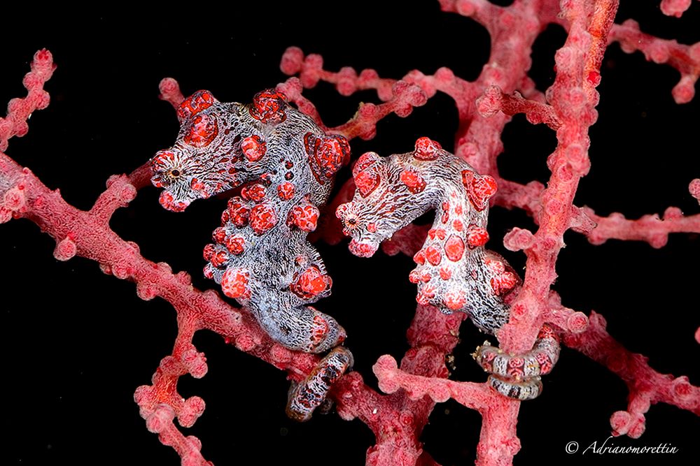 pigmy seahorses