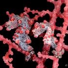 pigmy seahorses