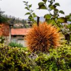 Pigna nel verde