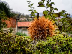 Pigna nel verde