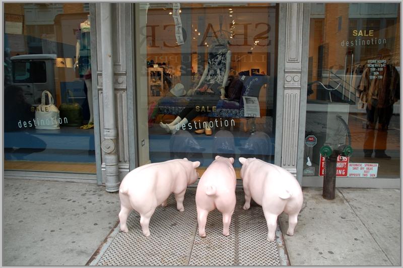 Pigs go shopping in N.Y.