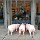 Pigs go shopping in N.Y.