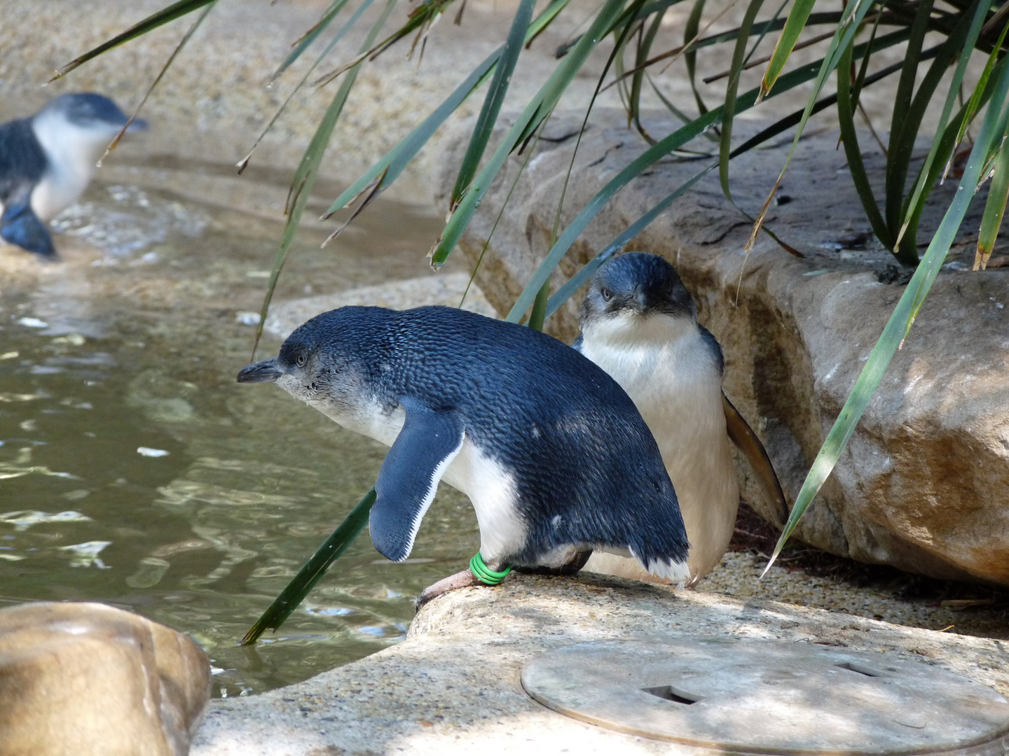 Piguin in den Blue Mountain