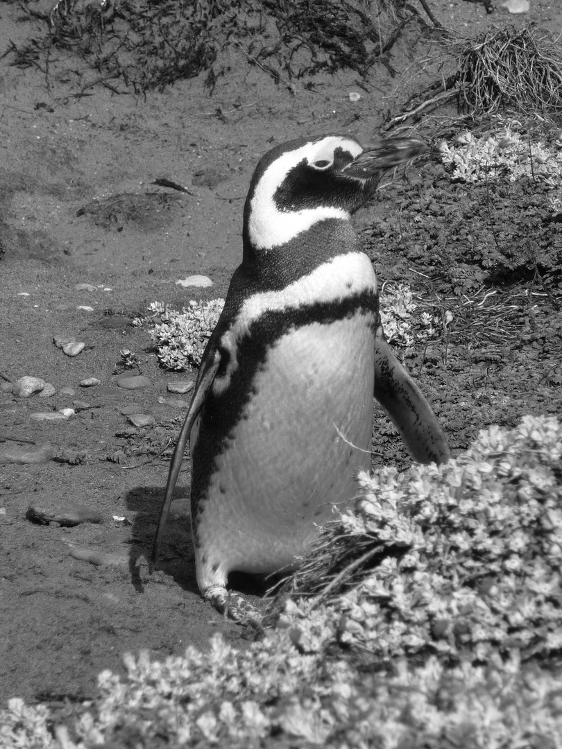 Piguine Punta Arenas