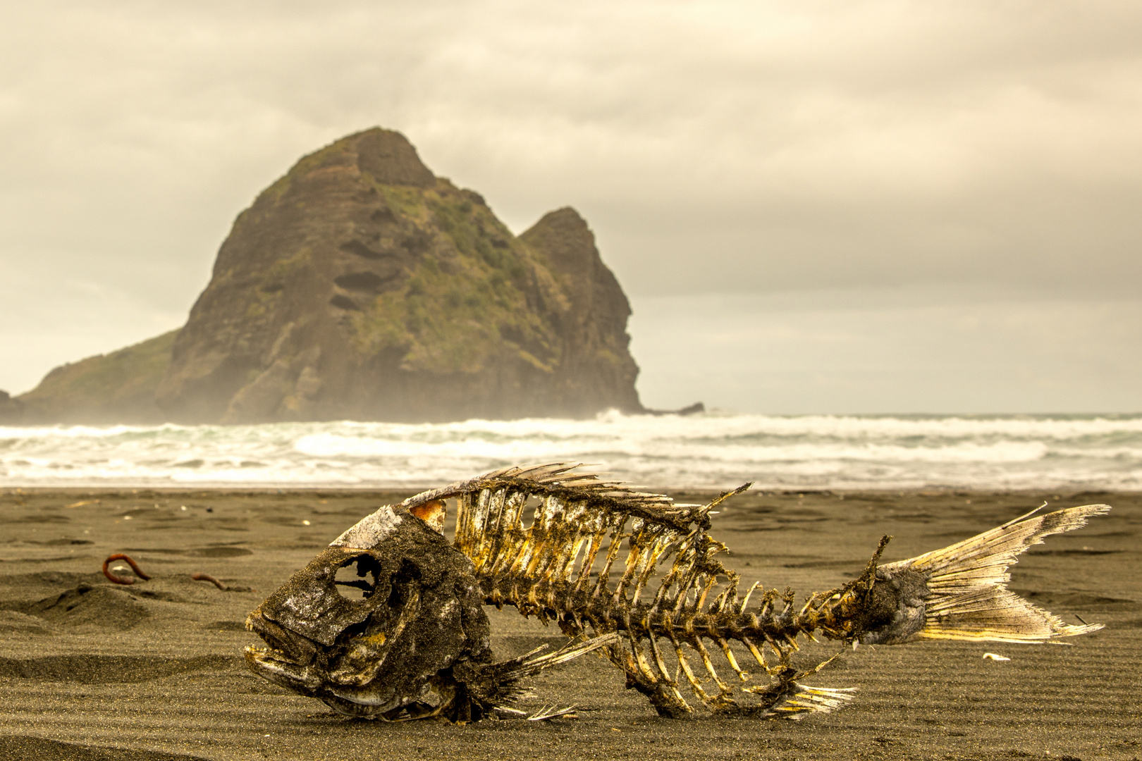 Piha Beach