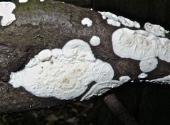 PiILZ XXVII: Dieser Pilz mutet von der Unterseite wie ein Plaque von Schimmel an