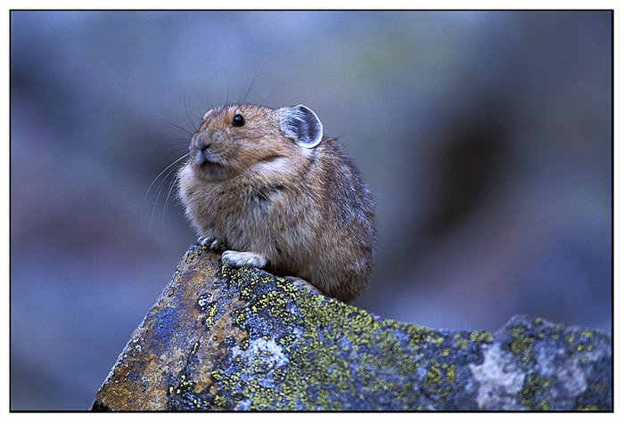 Pika