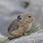 Pika